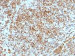 CD45RB (Leucocyte Marker) Antibody in Immunohistochemistry (Paraffin) (IHC (P))