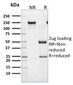 CD45RB (B-Cell Marker) Antibody in SDS-PAGE (SDS-PAGE)