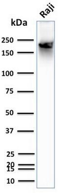 CD45RB (B-Cell Marker) Antibody in Western Blot (WB)