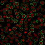 CD45RB Antibody in Immunocytochemistry (ICC/IF)