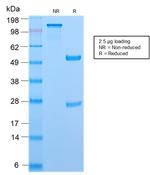 CD45RB Antibody in SDS-PAGE (SDS-PAGE)