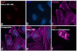 Ki-67 Antibody in Immunocytochemistry (ICC/IF)