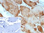 Actin alpha 1, Skeletal Muscle Antibody in Immunohistochemistry (Paraffin) (IHC (P))