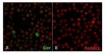 Bax (Apoptosis Marker) Antibody in Immunocytochemistry (ICC/IF)