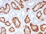 ACE2/Angiotensin I Converting Enzyme 2 Antibody in Immunohistochemistry (Paraffin) (IHC (P))