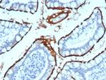 ACE2/Angiotensin I Converting Enzyme 2 Antibody in Immunohistochemistry (Paraffin) (IHC (P))