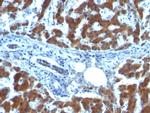 Retinol Binding Protein-1 (RBP1) Antibody in Immunohistochemistry (Paraffin) (IHC (P))