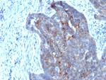 Retinol Binding Protein-1 (RBP1) Antibody in Immunohistochemistry (Paraffin) (IHC (P))