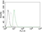 Cyclin D1 (G1-Cyclin and Mantle Cell Marker) Antibody in Flow Cytometry (Flow)