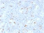 RBP4/Retinol Binding Protein 4 Antibody in Immunohistochemistry (Paraffin) (IHC (P))