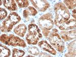 RBP4/Retinol Binding Protein 4 Antibody in Immunohistochemistry (Paraffin) (IHC (P))