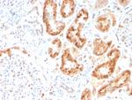 RBP4/Retinol Binding Protein 4 Antibody in Immunohistochemistry (Paraffin) (IHC (P))