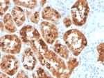 RBP4/Retinol Binding Protein 4 Antibody in Immunohistochemistry (Paraffin) (IHC (P))