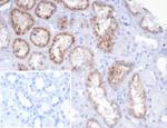 RBP4/Retinol Binding Protein 4 Antibody in Immunohistochemistry (Paraffin) (IHC (P))