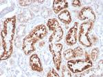 RBP4/Retinol Binding Protein 4 Antibody in Immunohistochemistry (Paraffin) (IHC (P))