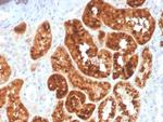 RBP4/Retinol Binding Protein 4 Antibody in Immunohistochemistry (Paraffin) (IHC (P))