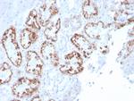 RBP4/Retinol Binding Protein 4 Antibody in Immunohistochemistry (Paraffin) (IHC (P))