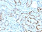 RBP4/Retinol Binding Protein 4 Antibody in Immunohistochemistry (Paraffin) (IHC (P))