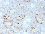 RBP4/Retinol Binding Protein 4 Antibody in Immunohistochemistry (Paraffin) (IHC (P))