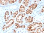 RBP4/Retinol Binding Protein 4 Antibody in Immunohistochemistry (Paraffin) (IHC (P))