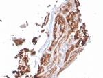 RBP4/Retinol Binding Protein 4 Antibody in Immunohistochemistry (Paraffin) (IHC (P))