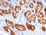 RBP4/Retinol Binding Protein 4 Antibody in Immunohistochemistry (Paraffin) (IHC (P))