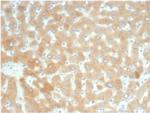 RBP4/Retinol Binding Protein 4 Antibody in Immunohistochemistry (Paraffin) (IHC (P))