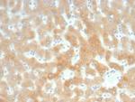 RBP4/Retinol Binding Protein 4 Antibody in Immunohistochemistry (Paraffin) (IHC (P))