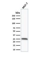 Bcl-2 (Apoptosis and Follicular Lymphoma Marker) Antibody in Western Blot (WB)