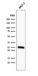 Bcl-2 Antibody in Western Blot (WB)