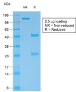 Bcl-2 Antibody in SDS-PAGE (SDS-PAGE)