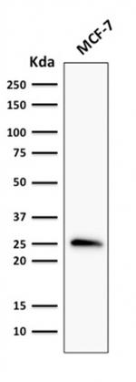 Bcl-2 Antibody in Western Blot (WB)