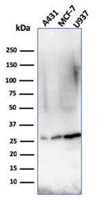 Bcl-2 Antibody in Western Blot (WB)