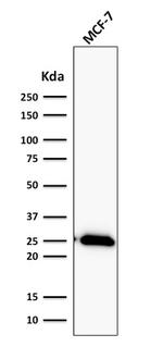 Bcl-2 Antibody in Western Blot (WB)