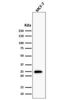 Bcl-2 Antibody in Western Blot (WB)