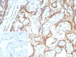 RET Proto-oncogene Antibody in Immunohistochemistry (Paraffin) (IHC (P))