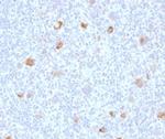 Bcl-X (Apoptosis Marker) Antibody in Immunohistochemistry (Paraffin) (IHC (P))