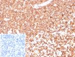 Beta-Actin (ACTB) Antibody in Immunohistochemistry (Paraffin) (IHC (P))