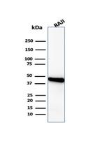 Beta-Actin (ACTB) Antibody in Western Blot (WB)