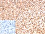 Beta-Actin (ACTB) Antibody in Immunohistochemistry (Paraffin) (IHC (P))