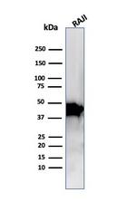 Beta-Actin (ACTB) Antibody in Western Blot (WB)