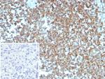 beta-Actin (ACTB) Antibody in Immunohistochemistry (Paraffin) (IHC (P))