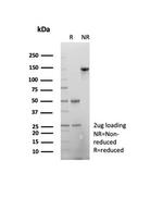 beta-Actin (ACTB) Antibody in SDS-PAGE (SDS-PAGE)