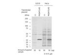 p29ING4 Antibody in Western Blot (WB)