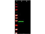 p29ING4 Antibody in Western Blot (WB)