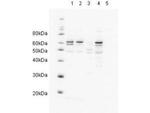 HR23A Antibody in Western Blot (WB)