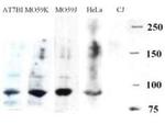 Artemis Antibody in Western Blot (WB)