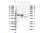 P38 Antibody in Western Blot (WB)