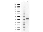 Mash1/Ascl1 Antibody in Western Blot (WB)