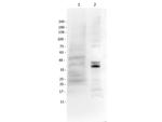 Mash1/Ascl1 Antibody in Western Blot (WB)